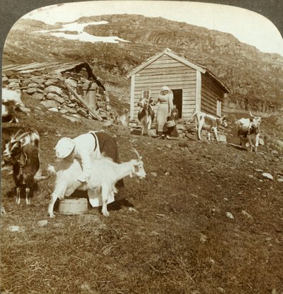 Csinos norvég lányok, akik teheneket és kecskéket gondoznak a Haukeli-hegységben, Norvégia, c1905. alkotó: Unbekannt