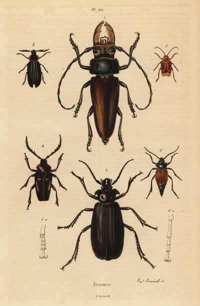 Psalidognathus friendii 1, Madre de la Culebra, Acanthinodera cumingii 2, Allocerus dilaticorne 3, Callipogos barbatus 4, Anacolus sanguineus 5 és Prionus flavipennis 6 alkotó: Unbekannt
