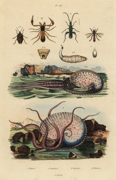 Pseudoscorpion, Chthonius orthodactylus 1, Octyptera bicolor 2, gumós nyílt tengeri polip, Ocythoe tuberculata 3 és hamis olajbogár, Oedemera nobilis 4 alkotó: Unbekannt