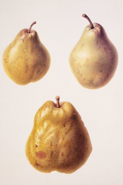Pyrus communis/Körte 