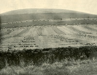 Reaper and Binder Competition, Mount Blowhard, Ballarat közelében, 1901. alkotó: Unbekannt