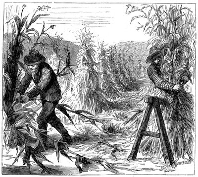 Kukorica betakarítása és kiszárítása, Drie-tó, Kanada, 1880 alkotó: Unbekannt