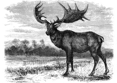 A Megaloceros ír jávorszarvas rekonstrukciója, 1880 alkotó: Unbekannt