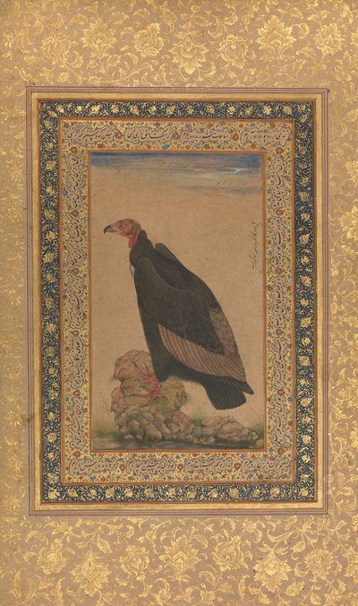 Vörösfejű keselyű, Folio a Shah Jahan albumból, recto és verso: 19. század eleje. alkotó: Unbekannt
