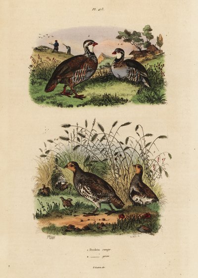 Vörös lábú fogoly, Lectures rufa és szürke fogoly, Perdix perdix Perdrix rouge et perdrix grise alkotó: Unbekannt