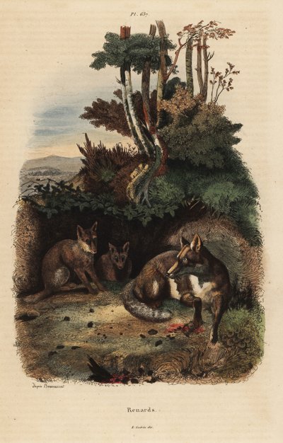 Vörös rókák, Vulpes vulpes, barlangon kívül alkotó: Unbekannt