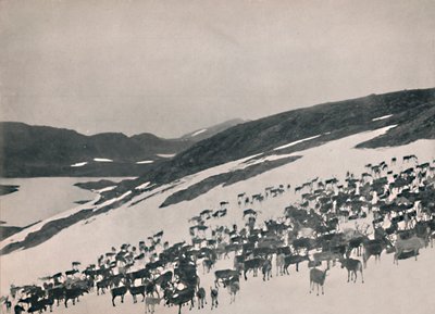 Rénszarvas a hegyekben, 1914. alkotó: Unbekannt