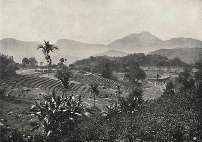 Teraszos rizsföldek, 1926 alkotó: Unbekannt