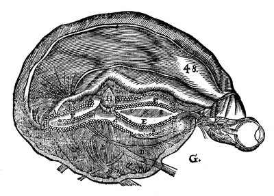 Rene Descartes diagramja az emberi agyról és a szemről, 1692 alkotó: Unbekannt
