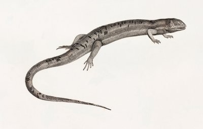 Hüllők: gigantikus anolok alkotó: Unbekannt