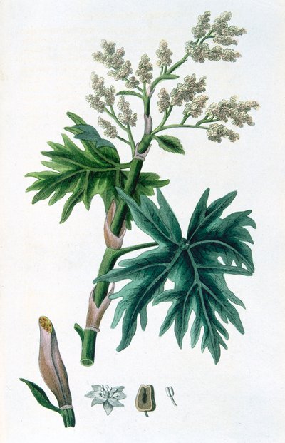 Rebarbara, 1823 alkotó: Unbekannt