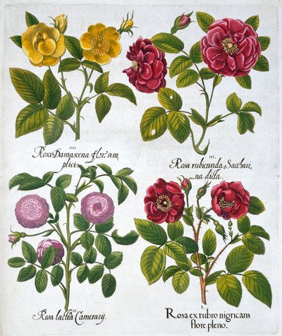Rózsák, 1613 alkotó: Unbekannt