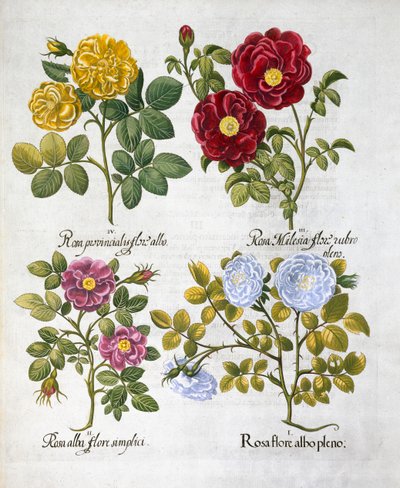 Rózsák, 1613 alkotó: Unbekannt