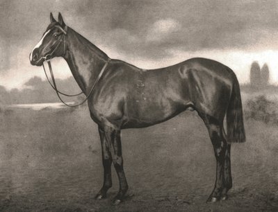 Ross, 1911. alkotó: Unbekannt