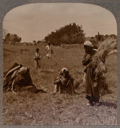 Ruth Boáz mezőin gyűjtöget, 1900 körül alkotó: Unbekannt
