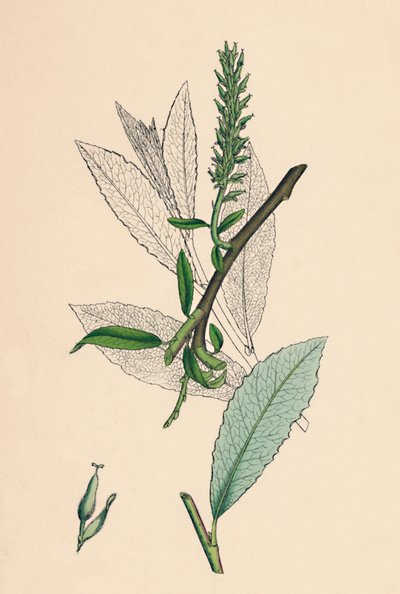 Salix phylicifolia, var. radikánok. Tealevelű Sallow, var. a., 19. század alkotó: Unbekannt