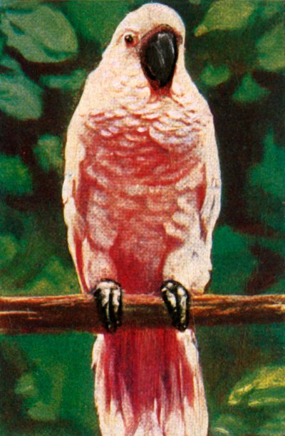 Lazactarajos kakadu, 1928. alkotó: Unbekannt