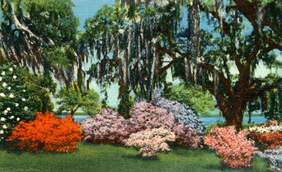 Jelenet a Belle Isle Gardensben, Georgetown közelében, S.C., 1942. alkotó: Unbekannt