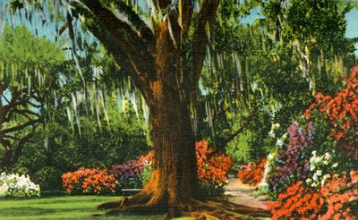 Jelenet a Magnolia Gardensben, Charleston közelében, S.C., 1942. alkotó: Unbekannt