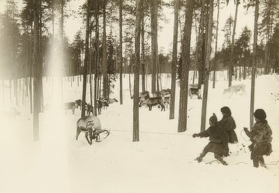 Svédország. Rongy (mag) rénszarvas csapdába ejtésekor. 1900 körül alkotó: Unbekannt