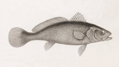 Science Corb, közelről alkotó: Unbekannt