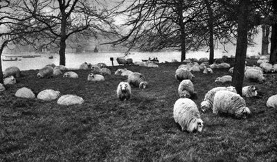 Skót juhok a Serpentine mellett, Hyde Park, London, 1926-1927 alkotó: Unbekannt