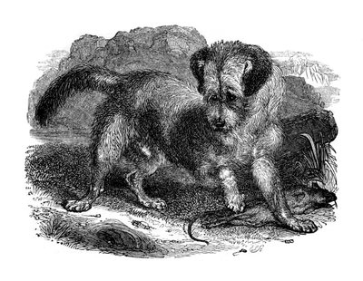skót terrer, 1848 alkotó: Unbekannt