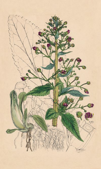 Scrophularia Ehrharti. Ehrhart víz-betónia, 19. század alkotó: Unbekannt