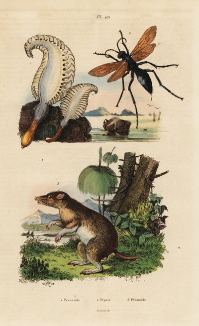 Tengeri toll, Pennatula phosphorea 1, pókdarázs, Pepsis lion 2 és hosszú orrú bandicoot, Perameles nasuta alkotó: Unbekannt