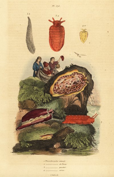 Tengeri csigák: Pleurobranchus reticulatus 1, Berthellina citrina 3, Pleurobranchus peronii 2,4 alkotó: Unbekannt