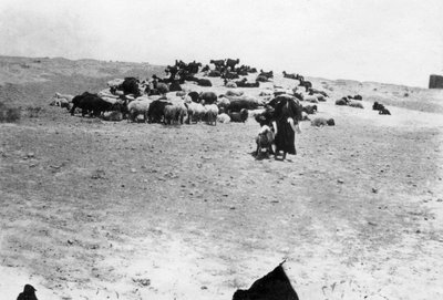 A mezopotámiai Szamarrán kívül legeltető juhok, 1918 alkotó: Unbekannt