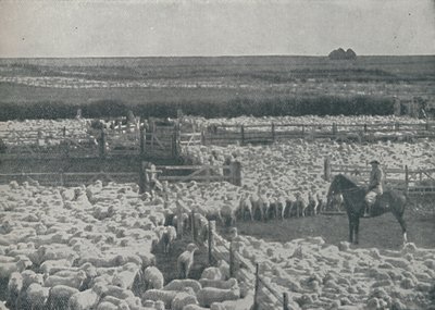 Birkakodók Ausztráliában, 1910 alkotó: Unbekannt