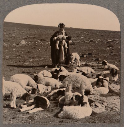 Pásztor és nyáj, c1900 alkotó: Unbekannt