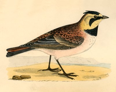 Shore Lark, 19. század vége. alkotó: Unbekannt