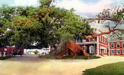 Silk Cotton Tree, Nassau, New Providence, Bahamák, 1900-as évek alkotó: Unbekannt