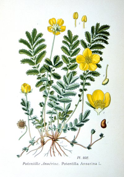 Ezüstfű, 1893 alkotó: Unbekannt