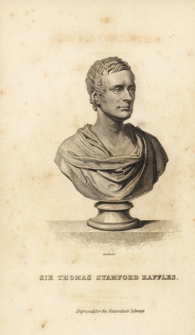 Sir Thomas Stamford Raffles brit államférfi, író és természettudós alkotó: Unbekannt