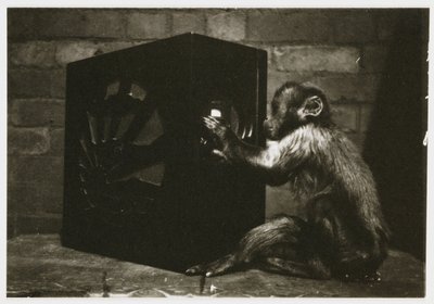 Kis majom, aki a számlapokkal játszik a rádióban, egy ismeretlen fotós készítette 1935 körül alkotó: Unbekannt
