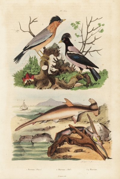 Sima kalapácsfej, Sphyrna malleus 1, kalapácsos osztriga, Malleus malleus 2, brahminy myna, Sturnia pagodarum 3 és rózsás seregély, Pastor roseus 4 alkotó: Unbekannt