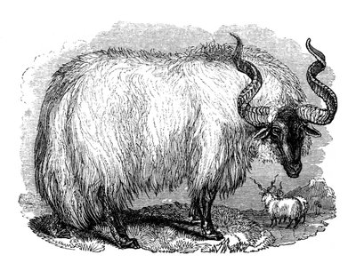 Spanyol bárány, 1848 alkotó: Unbekannt
