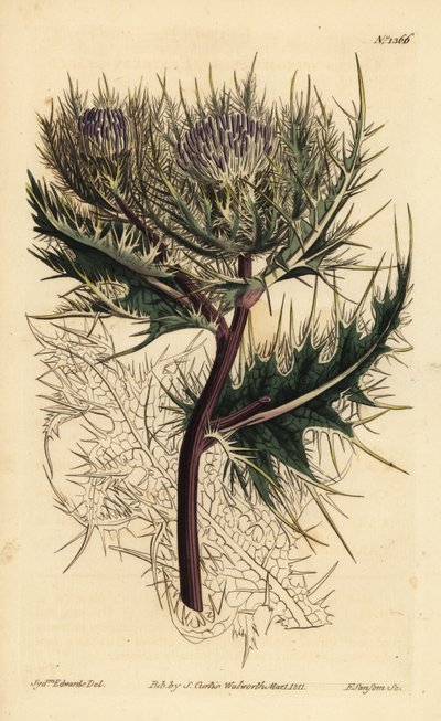 A legtüskésebb bogáncs, Cirsium spinosissimum (tollasfejű cnicus, Cnicus spinosissimus) alkotó: Unbekannt