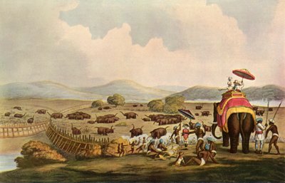Sport Indiában – Elefántok behajtása Keddába, c1808, 1901. alkotó: Unbekannt