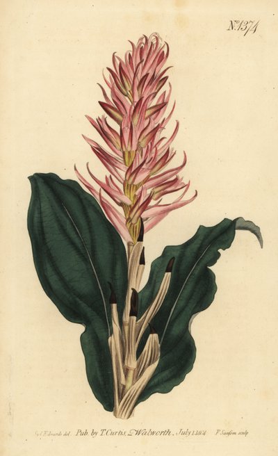 Stenorrhynchos speciosum orchidea (vörös virágú neottia, Neottia speciosa) alkotó: Unbekannt