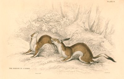 Stoat Mustela erminea, a menyétcsalád tagja, 1828 alkotó: Unbekannt