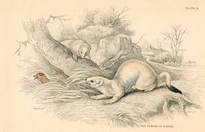 Stoat Mustela erminea, a menyétcsalád tagja, 1828 alkotó: Unbekannt