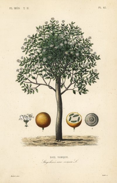 Strychnine fa, nux vomica, mérges dió vagy sperma strychnos, Strychnos nux-vomica, Noix vomique alkotó: Unbekannt