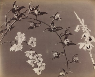 Orchideák tanulmányozása, c. 1870-es évek. alkotó: Unbekannt