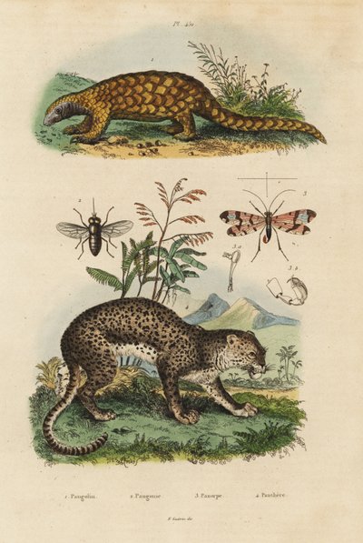 Sunda Pangolin, Manis Mammoth, Critically Endangered ೧, Leopard, Panthera Purdues ೪, Horse Fly, Tabanx Roastrates ೩, Scorpion Fly, Panorpa communis ೩ alkotó: Unbekannt