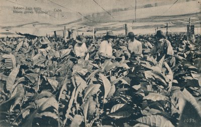Dohány a napellenző alatt. Árnyékban termesztett dohány - Kuba, c1900 alkotó: Unbekannt