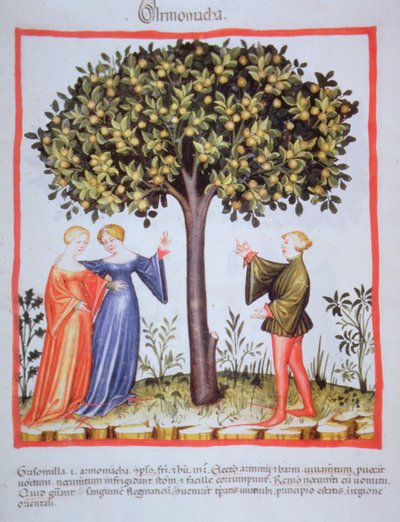 "Tacunum Sanitatis" Codex Vindobonensis Nova Series 2644, fol. 9, Sárgabarack szedése, Miniatűr (1370-1400) (festés papírra) alkotó: Unbekannt